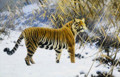 Tijger in een Winterlandschap door Hugo Ungewitter