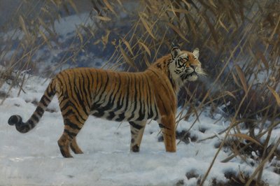 Een tijger in de sneeuw door Hugo Ungewitter
