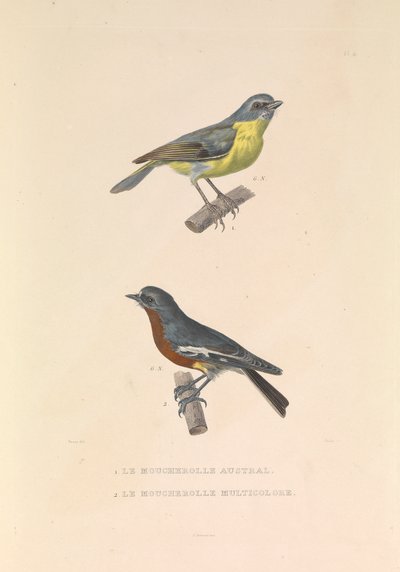 De Australische vliegenvanger en de veelkleurige vliegenvanger door Hyacinthe Yves Philippe (1781 1846) Potentien