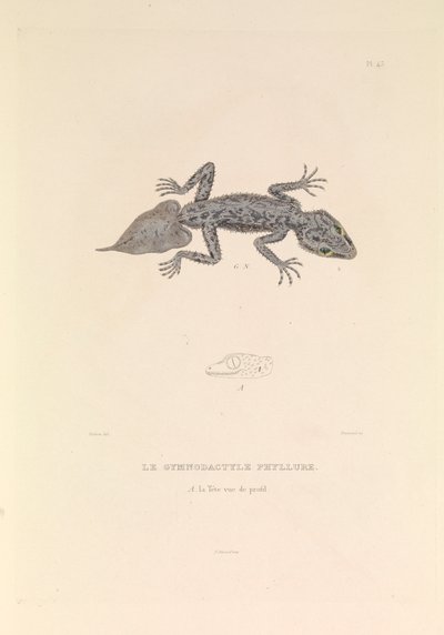 De Gymnodactyle Phyllure door Hyacinthe Yves Philippe (1781 1846) Potentien