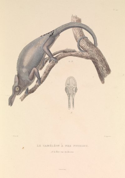 De vorkneus kameleon door Hyacinthe Yves Philippe (1781 1846) Potentien