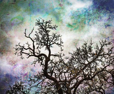 Abstracte Sky Trees door Ida Publishing