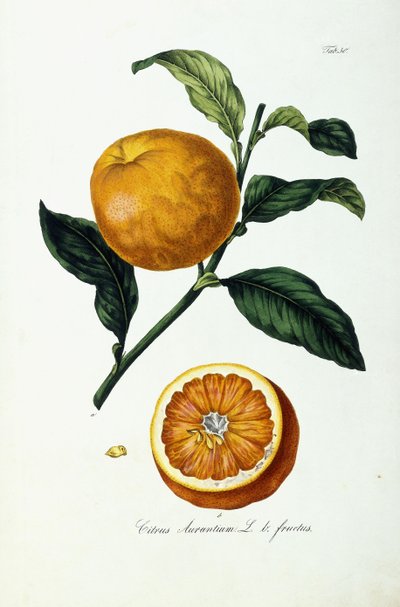 Sinaasappel, Citrus Aurantium, Vrucht door Ignaz (after) Strenzl