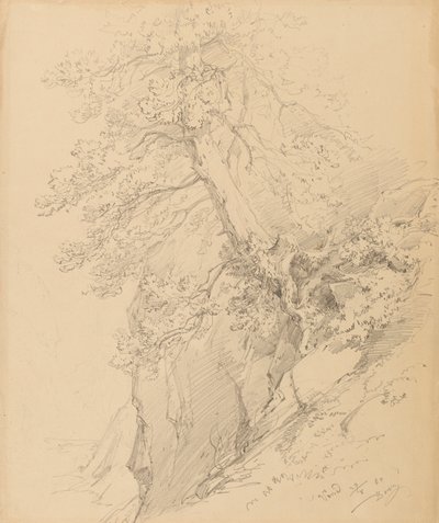 Boomstudie door Ignaz Dorn