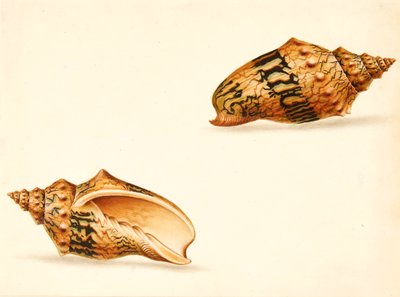 Schelpenstudie door Ignaz Von (manner of) Born
