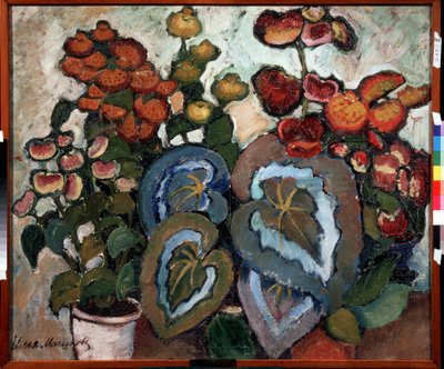 Begonia