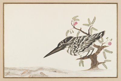 Een ijsvogel kijkt toe door Indian School