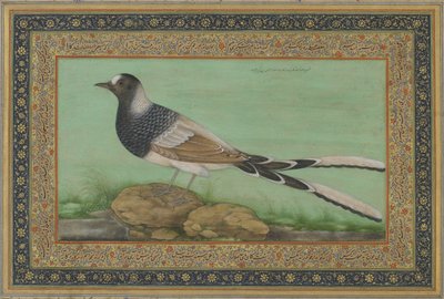 Een Gevlekte Forktail door Indian School