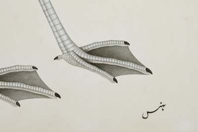 Een flamingo, detail, c.1780 door Indian School