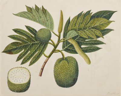 Broodvrucht bloem, loof en vrucht, c.1820 door Indian School