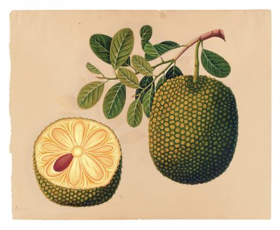 Durian Vrucht en Loof, c.1815 door Indian School