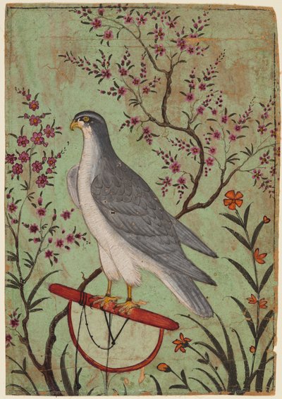 Valk op een baars, c.1610 (kleur op papier) door Indian School