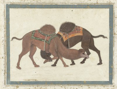 Vechtende kamelen, ca. 1680-1700 door Indian School