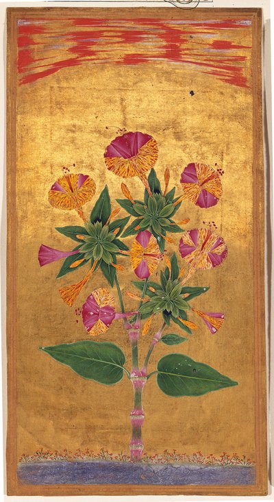 Vier uur of Het Wonder van Peru (Mirabilis Jalapa), Mughal periode door Indian School