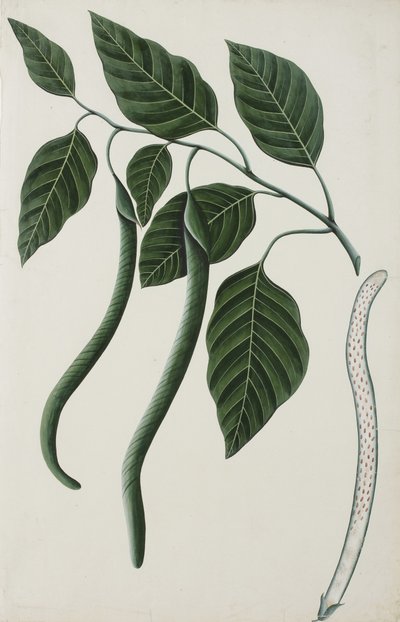 Vruchten en bladeren van een van de Bignoniaceae, 1785-89 door Indian School
