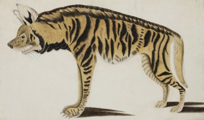 Hyena, na 1794 door Indian School