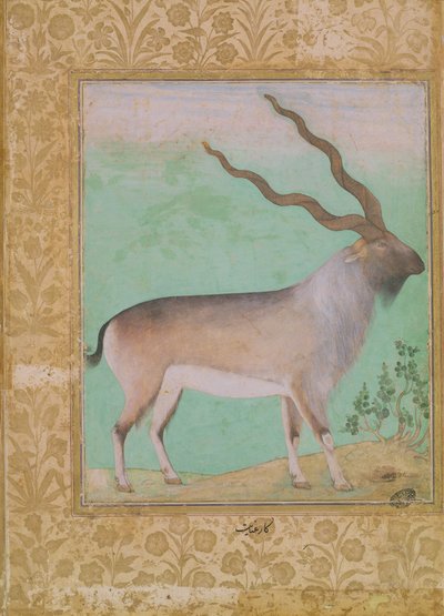 Steenbok, Mughal door Indian School