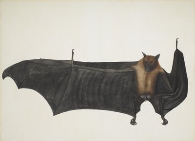 Indische vliegende vos ook bekend als Grote Indische fruitvleermuis; Pteropus Giganteus, ca. 1800 door Indian School