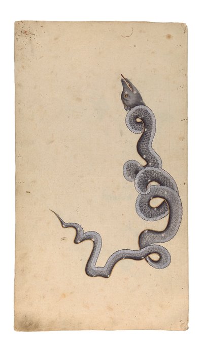 Het Sterrenbeeld van de Draak: al-Tinnin, 1740 door Indian School