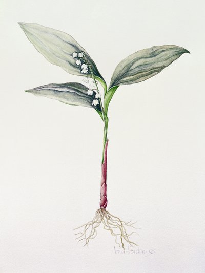 Lelietje-van-dalen, 1995 door Iona Hordern