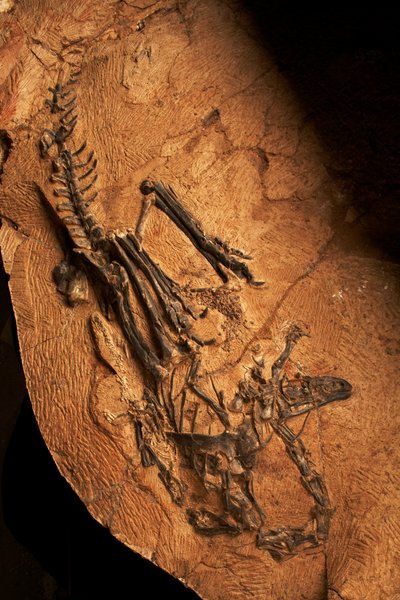 Een tandeloze Ceratosaurus bij het Instituut voor Vertebratenpaleontologie en Paleoantropologie in Xiaotangshan, Noord-Beijing, China. door Ira Block