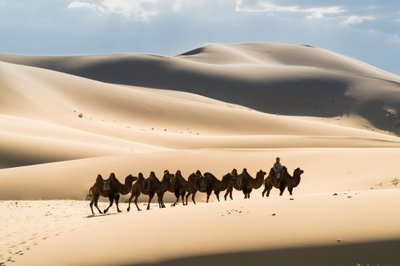 Karavaan van Bactrische kamelen in de Khongoryn Els in Gobi Gurvansaikhan Nationaal Park door Ira Block