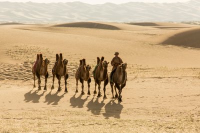 Karavaan van Bactrische kamelen in de Zuid-Gobi-woestijn, Mongolië, 2013 door Ira Block