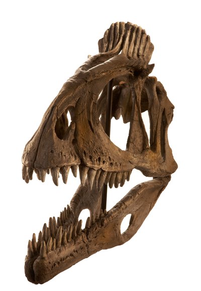 Cryolophosaurus afgietsel bij Augustana College, Rock Island, Illinois. door Ira Block