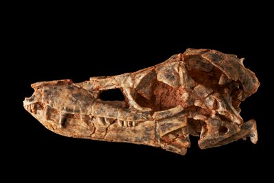 Junggarsuchus sloani, een sphenosuchiër uit het Midden-Jura. door Ira Block