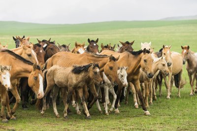 Lokale familie die hun paarden bijeen drijft in Gun-Galuut Natuurreservaat door Ira Block