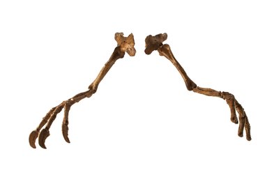 De Mongoolse dinosaurus Deinocheirus, met zijn gigantische armen en klauwen. door Ira Block