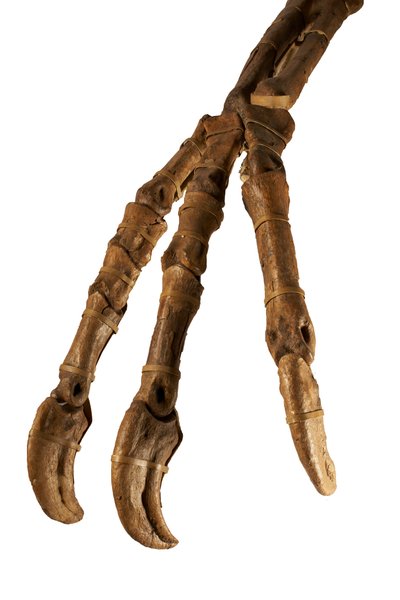 De Mongoolse dinosaurus Deinocheirus, met zijn gigantische armen en klauwen. door Ira Block
