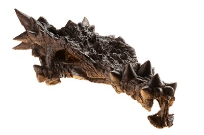 De schedel van de Dracorex in het Children