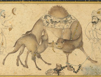 Een kameel en haar kalf, Safavid Iran, 1650-1700 door Iranian School