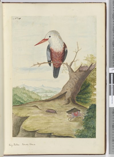 IJsvogel, Vriendelijke Eilanden, 1772-75 door Isaac Smith