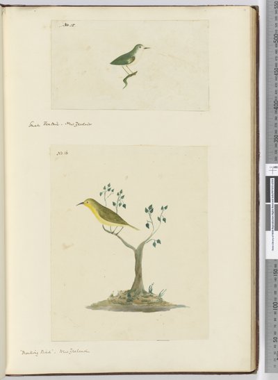 Kleine waaierstaart, Nieuw-Zeeland Mockingbird, Nieuw-Zeeland, 1772-75 door Isaac Smith