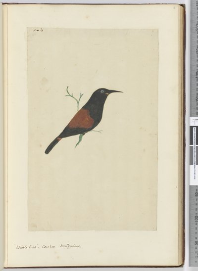 Wattle bird. Koekoek. Nieuw-Zeeland, 1772-75 door Isaac Smith