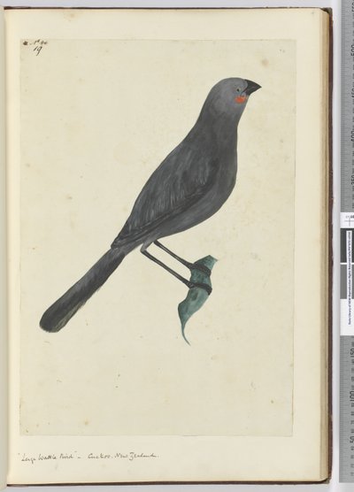 Grote wattle bird, koekoek. Nieuw-Zeeland, 1772-75 door Isaac Smith
