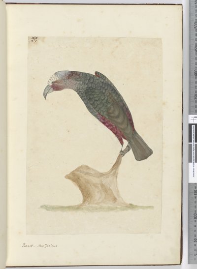 Papegaai, Nieuw-Zeeland, 1772-75 door Isaac Smith