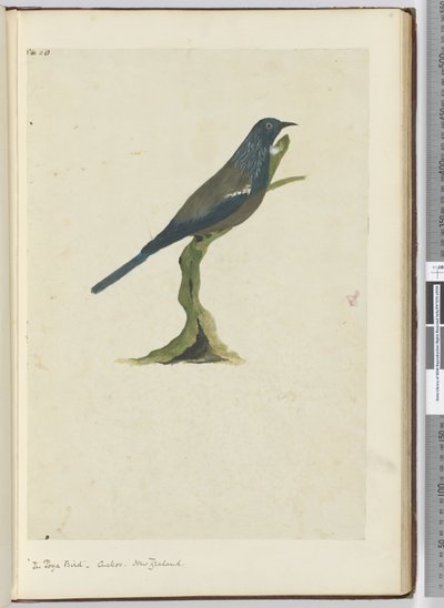 De poya vogel, koekoek. Nieuw-Zeeland, 1772-75 door Isaac Smith