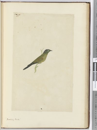 Spotvogel, 1772-75 door Isaac Smith