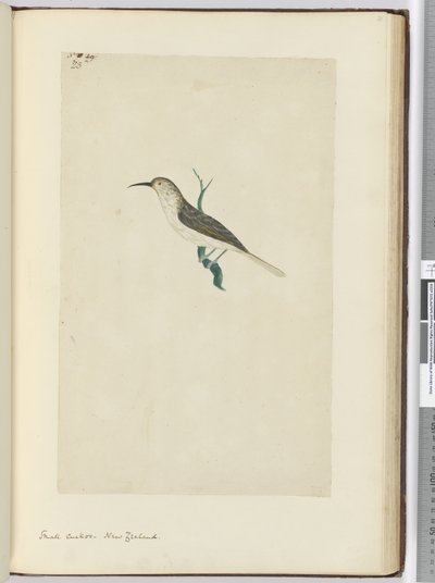 Kleine koekoek. Nieuw-Zeeland, 1772-75 door Isaac Smith