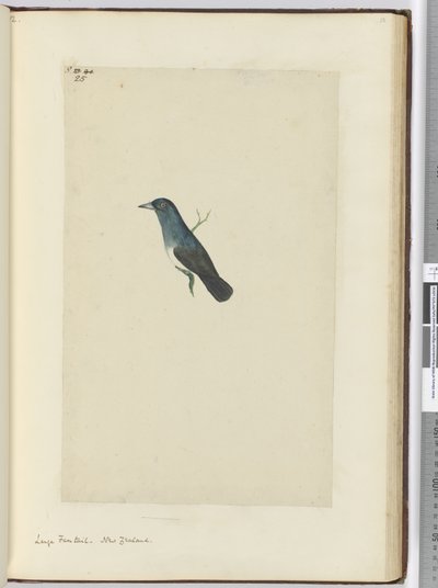 Grote waaierstaart. Nieuw-Zeeland, 1772-75 door Isaac Smith