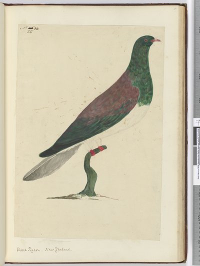 Houtduif. Nieuw-Zeeland, 1772-75 door Isaac Smith