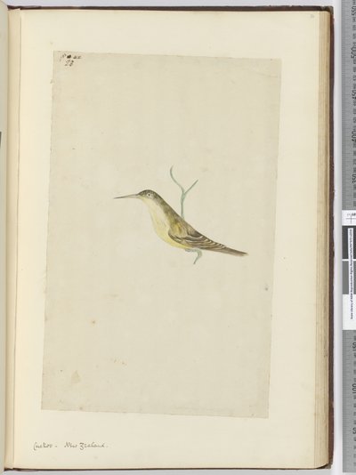 Koekoek. Nieuw-Zeeland, 1772-75 door Isaac Smith