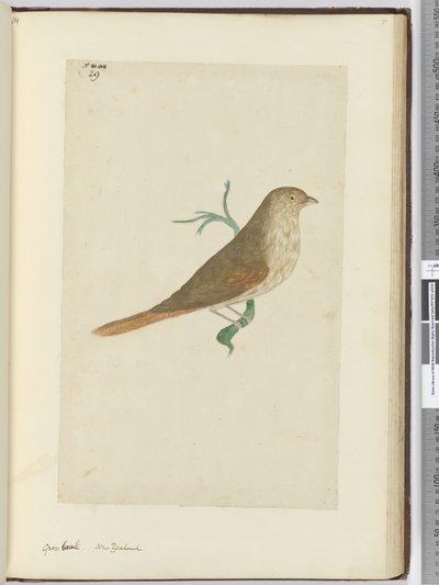 Dikbek. Nieuw-Zeeland, 1772-75 door Isaac Smith