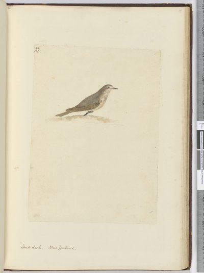 Strandleeuwerik. Nieuw-Zeeland, 1772-75 door Isaac Smith
