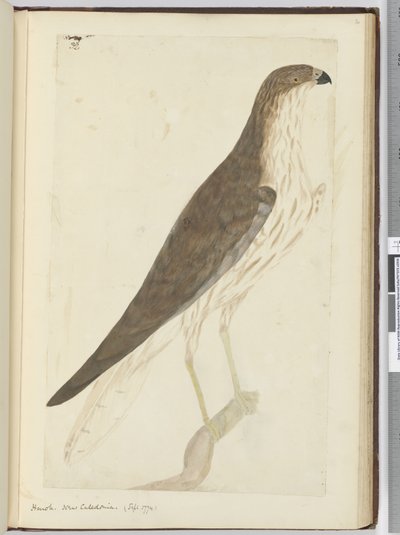 Havik. Nieuw-Caledonië. (Sept. 1774), 1772-75 door Isaac Smith