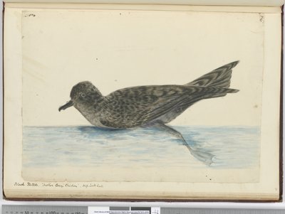 Zwarte pintado. Moeder Careys Kip. Hoge zuidelijke breedtegraad, 1772-75 door Isaac Smith