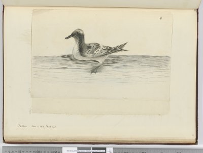 Pintado. Gezien in hoge zuidelijke breedtegraad, 1772-75 door Isaac Smith